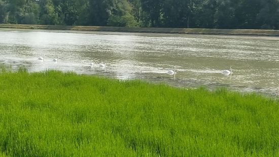 Schwanengruppen-Idyll