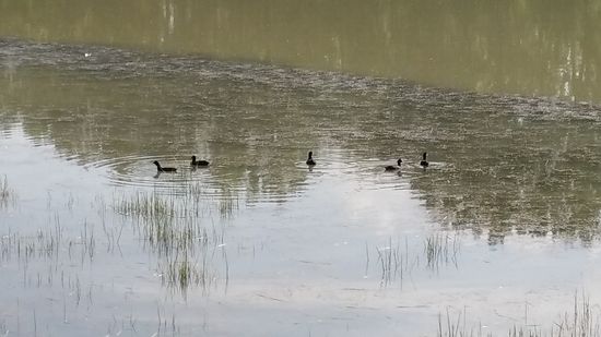 Blässhühner kreuzen ebenso durch das ruhige Lechgewässer.