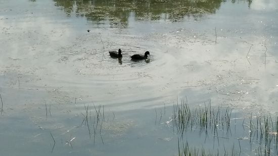 Nochmals ein Blässhuhn-Pärchen (sicherlich auch Donau-kompatibel)
