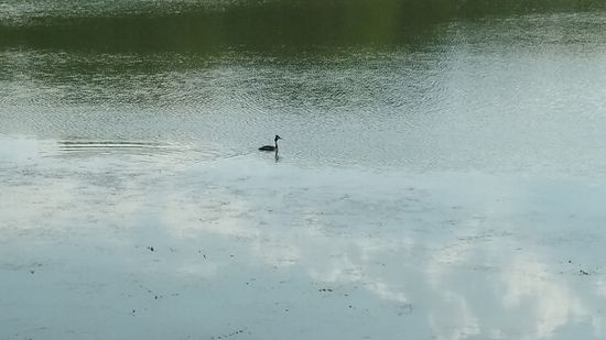 Sogar ein Haubentaucher läßt sich noch in sicherer Entfernung ablichten.