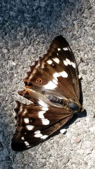Ein toter "Großer Schillerfalter" auf einem Gehsteig in der Ortschaft Genderkingen.
Übrigens bleiben lt. einer Ortstafel-Beschreibung noch 4 km bis zum Lechspitz.