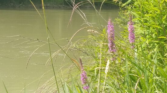Letzte Lechufer-Blümchen.