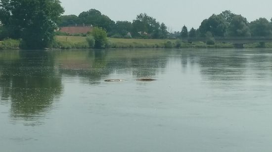 Nein, kein Donau-Ungeheuer in Flußmitte, nur Treibholz.