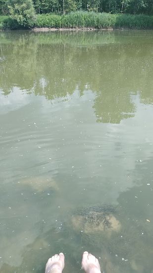 Gegenüber das nördliche Donauufer mit niedrigem Bewuchs direkt am Ufer.