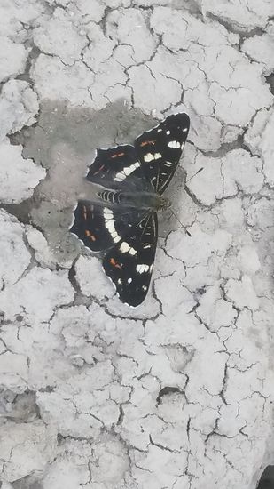 Könnte ein "Landkärtchen" sein. Aufgrund fehlender Augen auf den Flügeln jedoch kein Schillerfalter.