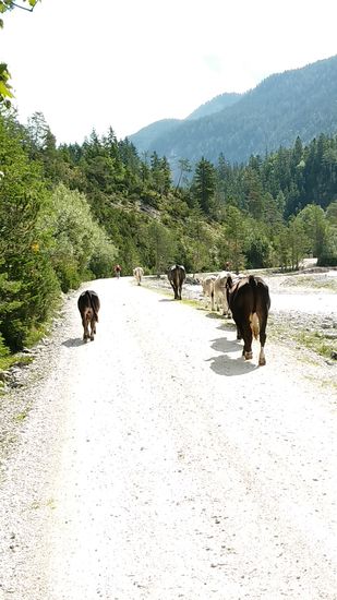 Echte Bergkühe im selbstständigen (autonomen) Trampelmarsch talaufwärts. Die linke Kuh muß natürlich aus der Reihe trampeln.
