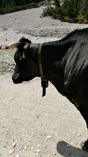 Das ist "Blacky" von der Seite, als sie doch noch etwas nach rechts wandelte.
Die Ärmste: Noch altmodisch mit einer belastenden Glocke anstatt eines modernen GPS-Senders ausgestattet.