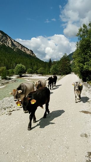 Die ganze Kohorte im Anmarsch.