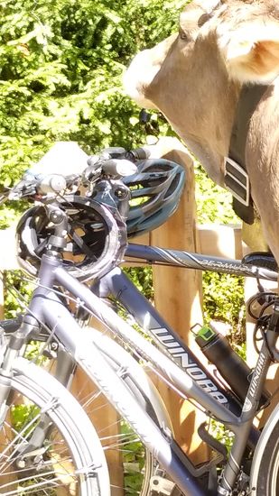 Was beabsichtigt die Kuh?