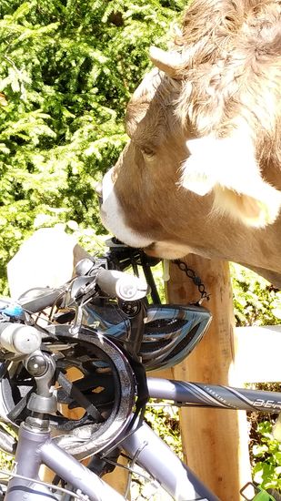 Nein, keineswegs.
Genüßlich leckt sie das Salz von den menschlichen Schweißanhaftungen von den Lenkergriffen, wie auch aus der Helminnenseite und den Helmbändern.
Absolut belustigend beim Zusehen !
Es waren ja auch andere Räder bzw. Helme.
Also meinen Helm hab ich dann doch zu Fuß mit in den umzäunten Bereich des Isarursprungs mitgenommen.