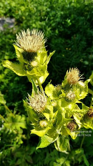 Und wie auch bei früheren Touren praktiziert, Flora in Form von Wildgewächsen neben der Fahrstrecke zur Auflockerung des Reiseberichts.