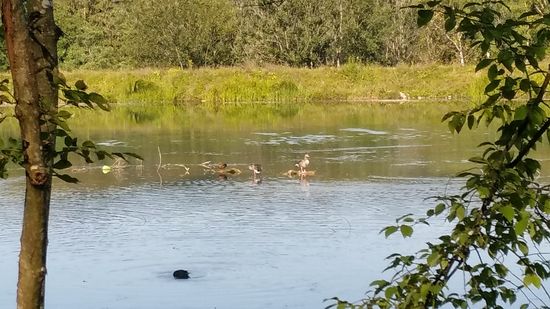 Nicht nur Menschen nutzen ein Floß für eine Isarfahrt.
Auch Federvieh läßt sich gemütlich auf Treibholz dahinflößern.
Übrigens zweigt ca. 3 km unterhalb der Wolfratshauser Isarbrücke kurz vor dem Ickinger Stausee (auch Eisweiher genannt) der Isarwerkkanal nach rechts ab und an diesem Kanal verläuft auch der Radweg bis kurz vor Baierbrunn, wo der Kanal wieder in die Isar einläuft. Dies allerdings nur für ca. 3 km, dann zweigt ab Höhe Buchenhain der Isarwerkkanal wiederum von der Isar ab. 
Diesmal jedoch linkerhand der Isar, bis er kurz vor dem Mittleren Ring wiederum in die Isar übergeht.