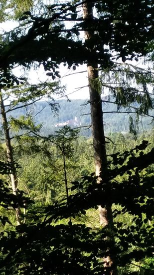 Etwa in Bildmitte kann man am gegenüberliegenden Waldhang das Kloster Schäftlarn erkennen, eine im Jahre 762 gegründete Benediktinerabtei.
Neben einem Privatgymnasium betreiben die Mönche auch eine Forstwirtschaft, Schnapsbrennerei und Imkerei. Die Produkte daraus werden in einem Klosterladen angeboten.
Weiterhin ist das Kloster der Veranstalter der Schäftlarner Konzerte.