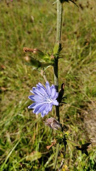 Mal wieder etwas Flora am Wegesrand zur zwischenzeitlichen Entspannung.