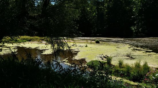 Von Pflanzen bedeckte Wasseroberfläche der Isar.