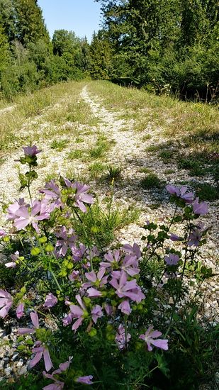 Für Blümchen am Straßen- und Wegesrand halte ich ja bekanntlich ab und zu gerne an.