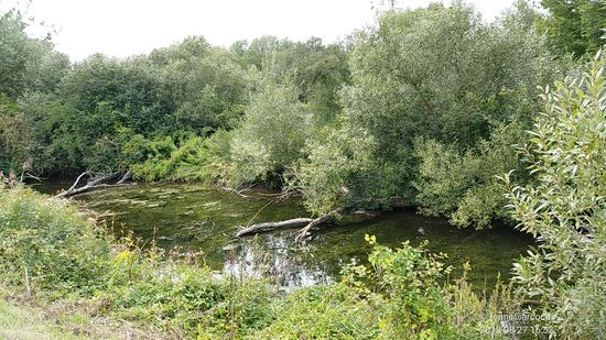 Biotopidylle im Sickergraben nach dem Albinger Wehr rechterhand der Isar.