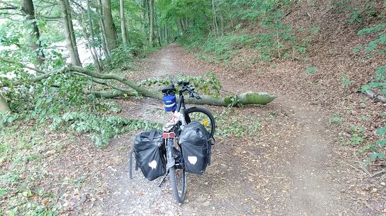 Kurz vor Niederviehbach muß ich erkennen, daß mir zwar keine Steine in den Weg gelegt werden, dafür aber ein umgestürzter Baum. Jedoch läßt sich an der rechten Umfahrungsspur anderer Radler und Wanderer unschwer erahnen, daß ich nicht über den Baum geholpert bin.