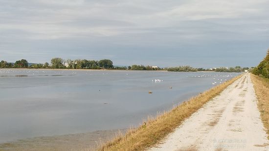Gleich nach der obigen Brücke weitet sich die Isar wieder auf und bietet wiederum ein "Eldorado" für zahlreiche Schwäne.