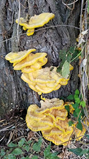 Diese Baum-Schwammerl zeugen jedoch wieder natürlichen Ursprungs.