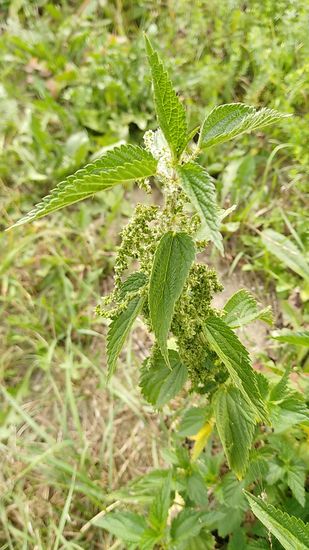 Jaaa, auch sie kommt im Bericht als entspannende Pausenfüllerin zur Geltung:
Die Brennnessel alias Urtica (wissenschaftlich).
