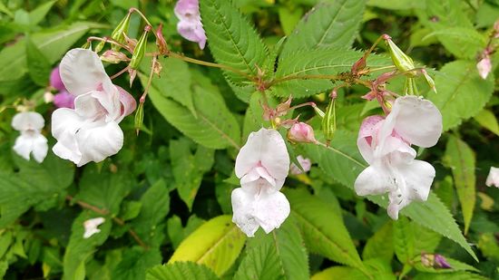 Vom Stahl zur Wegesrand-Flora.