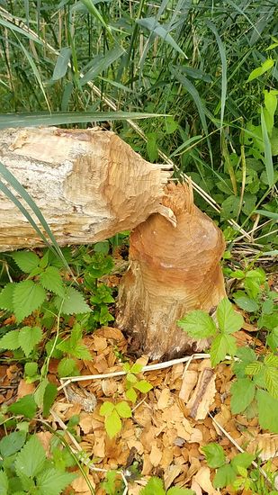 So mancher mag den Biber ...