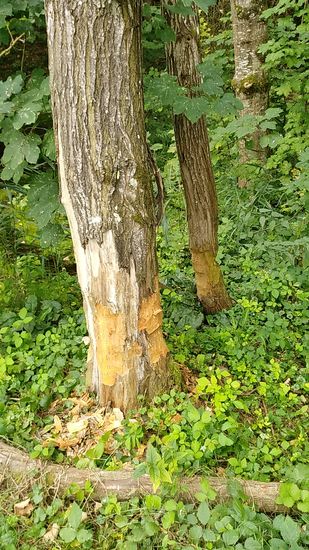 ..., so mancher nicht.