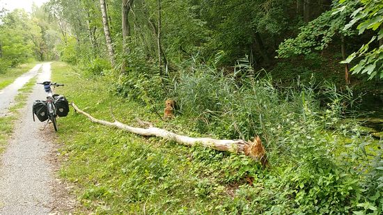 Solange mir oder meinem Drahtesel kein angebissener Baum drauffällt, ist der "Verursacher" auf jeden Fall Willkommen - der Mensch richtet sich selbst mehr Schaden an !