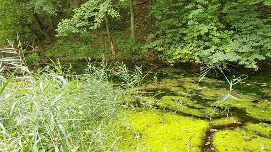 Biotop an der Isarleite zwischen Zeholfing und Poldering.