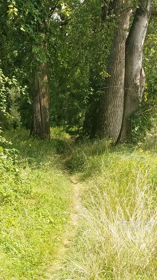 Und nach wenigen Metern mutiert der gerade noch rollfreundliche Pfad zur Wildnis.