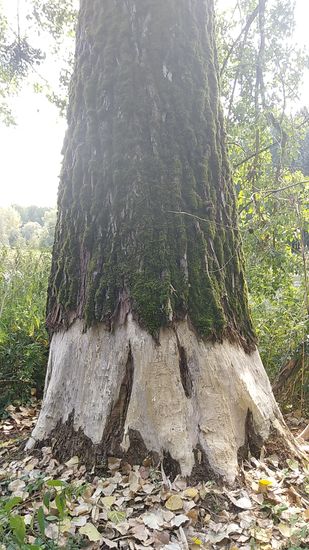 Nochmal Biber's beginnendes Werk an einem mächtigen Baumstamm - erst die Verpackung weg, dann an's Eingemachte 