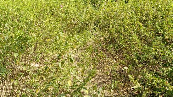 Und jetzt wird der Pfad auch noch dramatischerweise von Urtica, den zu deutsch Brennnesseln gesäumt - nicht nur neben, sondern auch auf dem Pfad selbst.
Aber Brennnesseln sind ja außer etwas schmerzhaft nicht giftig, verursachen nur Pusteln und sollen ja den menschlichen Kreislauf animieren, also als Heilmittel wirken.
Auf Wikipedia sind über Brennnesseln ein paar Bräuche beschrieben, auf die ich jedoch nicht weiter eingehen möchte. Jedenfalls sollen sie auch gegen finanzielle Nöte helfen...