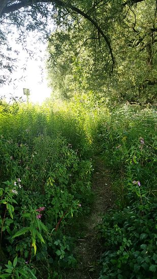 Geradeaus, aber dann wieder etwas verwinkelt und über treppenartige Wurzelstöcke.