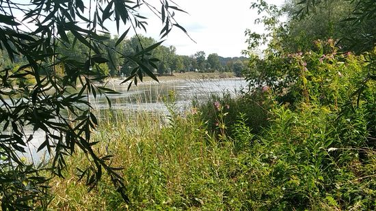 Nochmals auf der Donauseite der Landzunge, bevor es nochmals mit einer verwinkelten Rechts-Links-Kombination über stufenartige Wurzelstümpfe weitergeht.