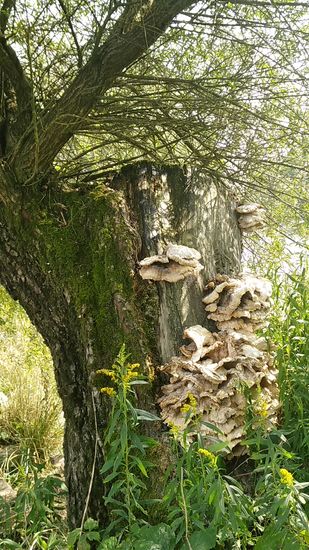 Baumschwammerl am morschen Baum.
