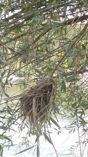 Ein Vogelnest an einem dünnen Zweig.