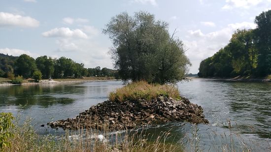 Die "Endstation" der trockenen Fußes begehbaren Landzunge ist beinahe erreicht, da sich die Isar von rechts her schon mit einem Nebenstrom einen kleinen Durchbruch geschaffen hat und mit einer recht großen Strömungsgeschwindigkeit zur Donau herüberstrebt.