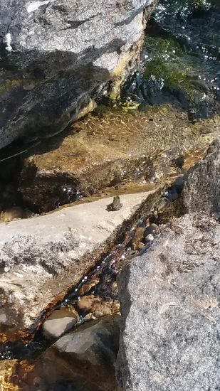 In Bildmitte sitzt seelenruhig ein Frosch auf einem trockenen Gesteinsbrocken.