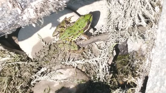 Sein Artgenosse ruht auf einer anderen Position und kann froh sein, daß ich kein Storch auf Nahrungssuche war. 