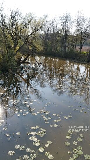 Bei Mettenhausen verläuft mein eingeschlagener Weg für kurze Zeit an einem Nebenarm der Vils, die sogenannte Alte Vils, an deren Wasserpflanzenvorkommnis das mehr oder weniger stehende Gewässer zur Geltung kommt.