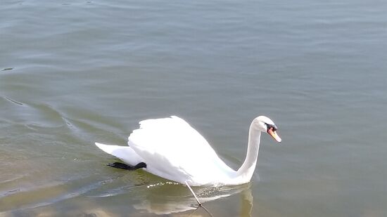 . . . der Schwan