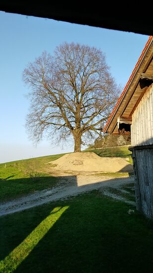 Blick aus meinem Zimmerfenster auf eine mächtige ??