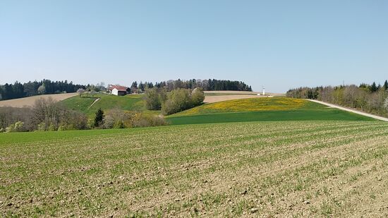 Ab Arbing folgte dann eine (überaus) hügelige Landschaft mit teils heftigen Steigungen (hier nicht ersichtlich) und Gefällen - anstrengend, aber herrlich bis wunderschön.