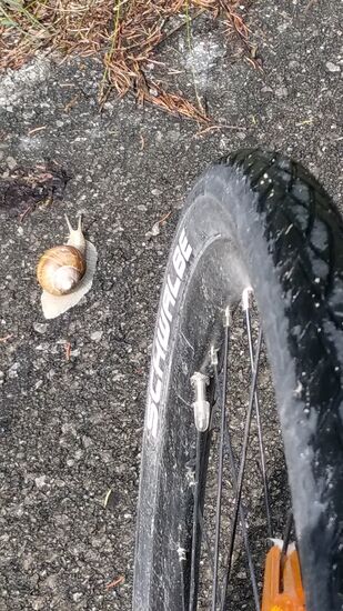 Natürlich musste mich auch auf dieser Tour eine Weinbergschnecke zu einem illegalen Straßenrennen provozieren und tatsächlich behielt ich auch ohne qualmende und quietschende Reifen die Oberhand !