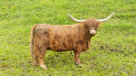 Wenn ich diese erste Form von Hörnern . . .