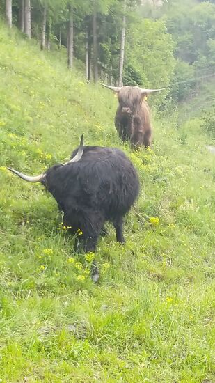 . . . mit diesen beiden folgenden vergleiche, . . .