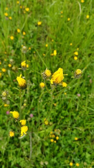 Und nachdem vorher schon etwas Fauna gezeigt wurde, kommt nun endlich Flora am Wegesrand zur Ansicht.