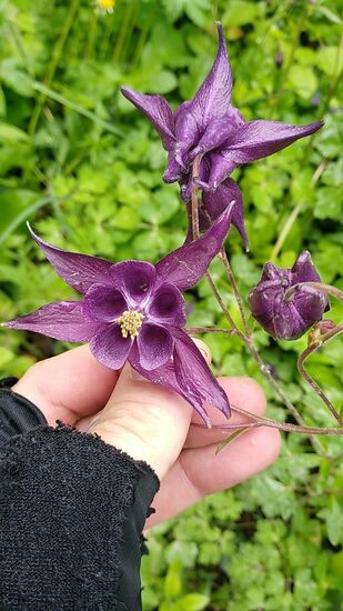 Zur entspannenden Kurzpause nach dem Auf und Ab wieder etwas Flora.