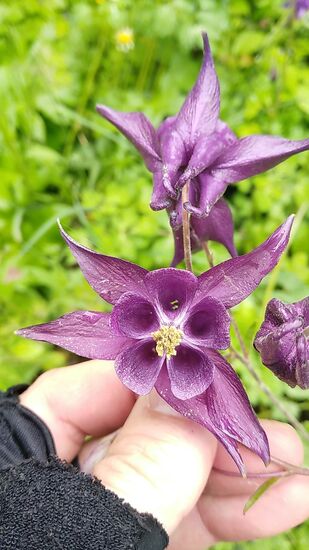 Dummerweise hab ich zum Zwecke der besseren Vergrößerungsmöglichkeit nicht daran gedacht, im Querformat zu fotografieren.
Bin jetzt nicht gerade der große Botaniker, aber diese offensichtliche Akeleienart (Verbesserungsvorschläge nehme ich gerne an) kommt auch mit meiner einfachen Handyfotografie recht annehmbar zur Geltung (Eigenlob "duftet" )
